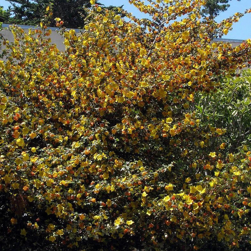 Fremontodendron 'California Glory' arbuste persistant et résistant à la sécheresse - 4