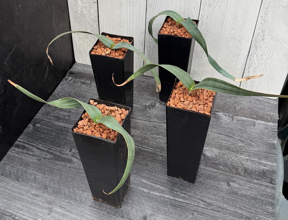 Welwitschia mirabilis (larger size) | eBay