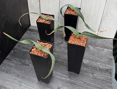 Welwitschia mirabilis (larger size) | eBay