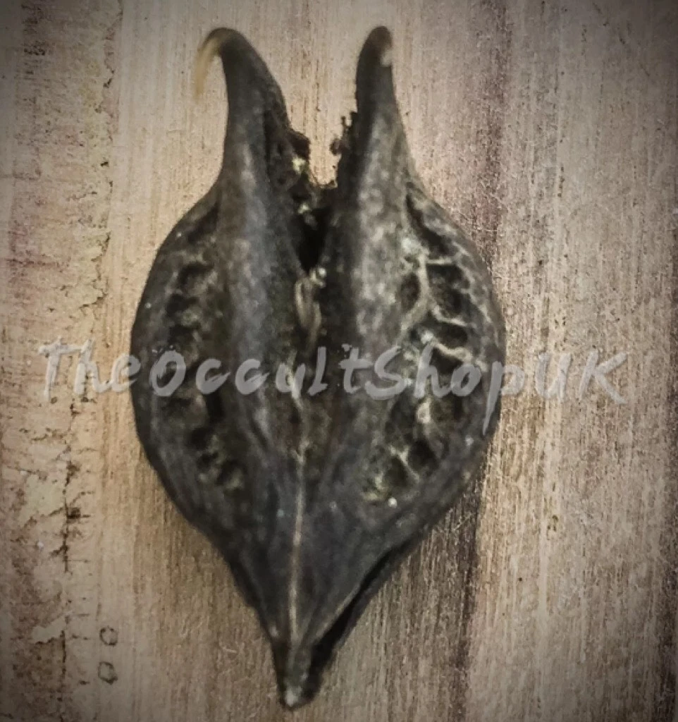 Garra de Diablo – Cabeza de Murciélago – El aguijón protector