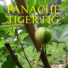 5 Panache Tiger Fig Tree Cuttings 8" Long Fresh Cut to Order
