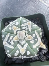 Astrophytum asterias Super Kabuto V Type 5 Ribs Nudum Cool Pattern! 3 1/4 “ Pot