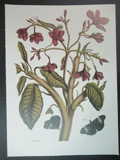Print - Plumeria rubra (Frangipani, Red Jasmine Tree) by Maria Sib l/a Merial?