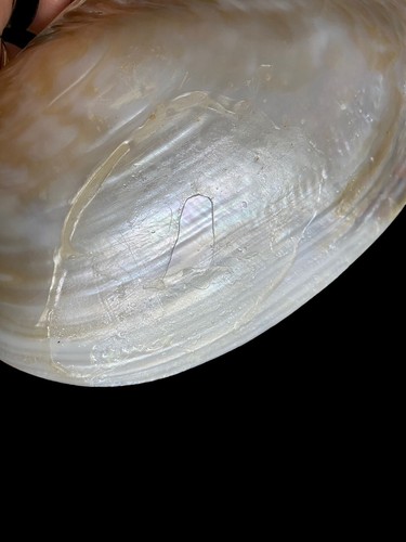 Bandeja para baratijas jabonera SEASHELL REAL SEA SHELL violetas flor playa - Imagen 14 de 14