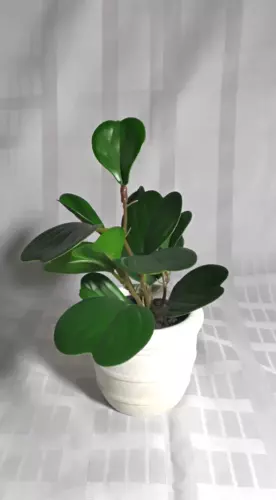 3.5" Baby Rubber Plant  Indoor Houseplant  FAKE Decor Peperomia obtusifolia Desk