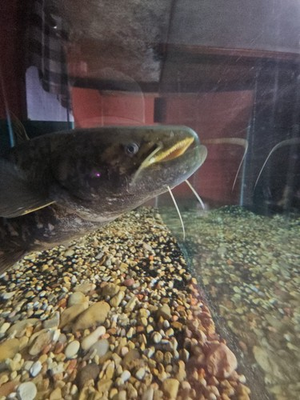 #ad 16quot; Chinese Wels Catfish Silurus meridionalis $270.00