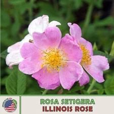 20 Illinois Rose Seeds, Rosa setigera, Climbing Wild Rose, Native Wildflower