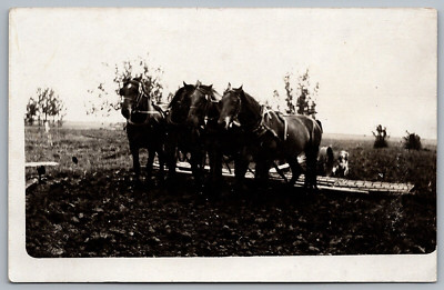 Postcard RPPC, Horse Drawn Harrow, Farm Field, Horses, Dog Unposted