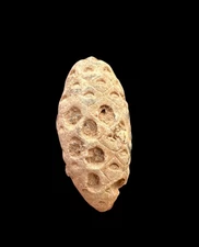 Beautiful Moroccan Pine Cone Fossil: Unique Natural Treasure from the Past