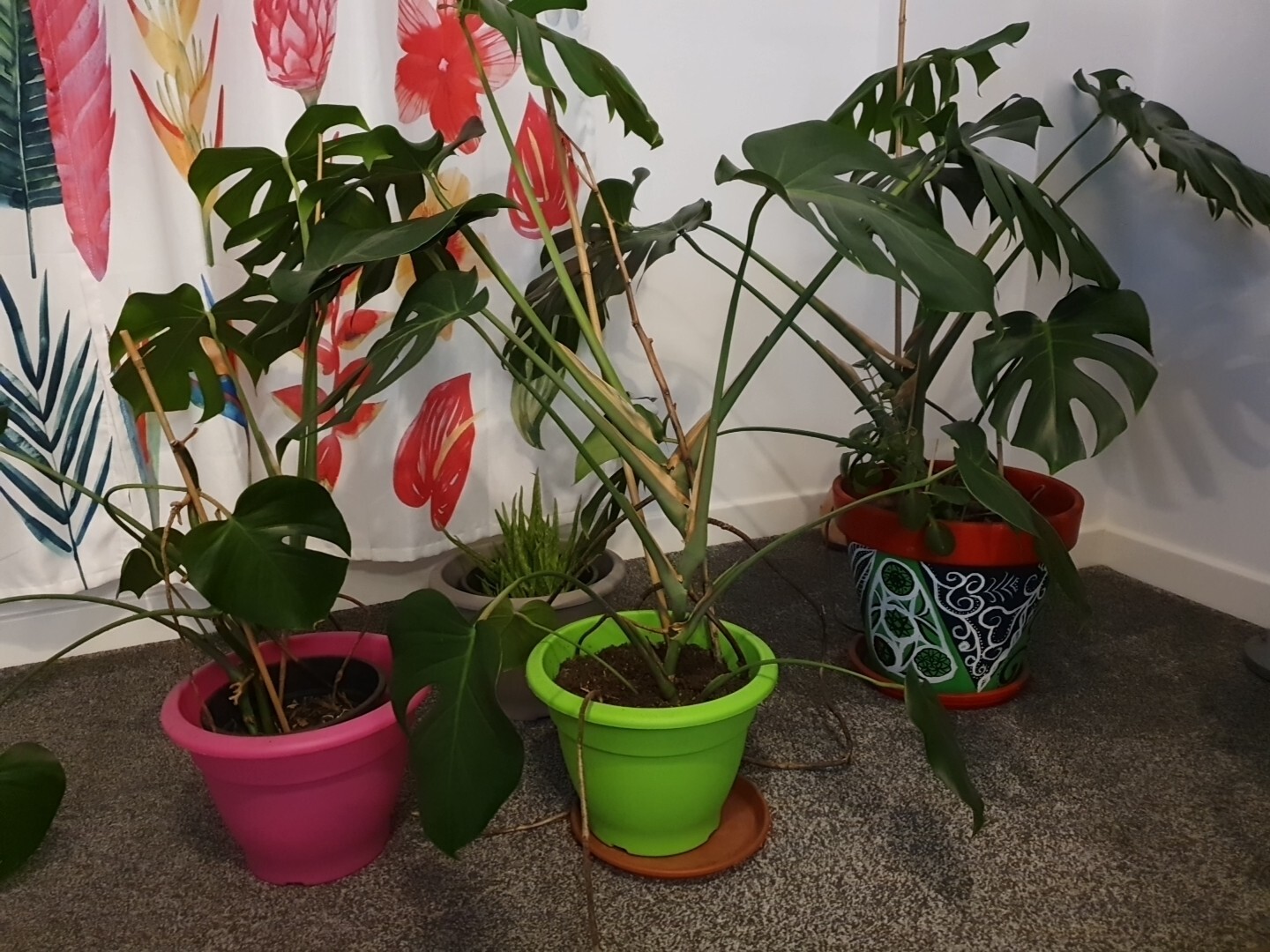 Indoor 5060cm Potted Monstera Deliciosa Swiss Cheese Plant eBay