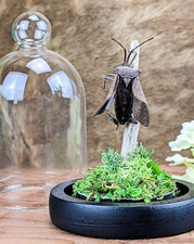 U42g Real Leaf Footed beetle Glass Dome Display Taxidermy Entomology Curiosities