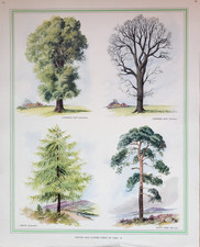 VINTAGE MACMILLAN SCHOOL EDUCATIONAL WINTER & SUMMER TREES POSTER 21" X 17"
