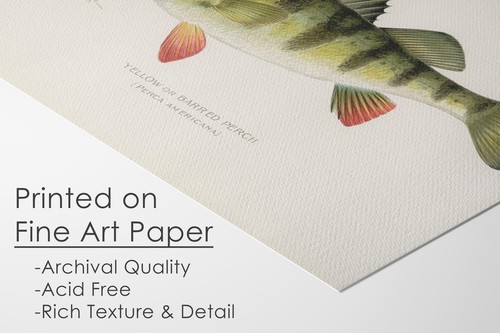 Fish Wall Art Prints (Set of 6) - Unframed - 8x10s | Vintage Fishing Decor - ... - Picture 3 of 9