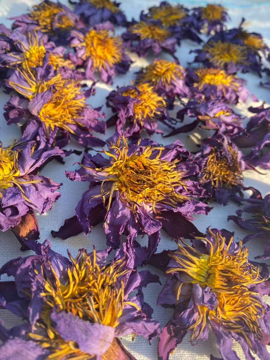Hand Picked Dried Blue Water Lily Flower 100%Natural BLUE LOTUS  NymphaeaCaerulea