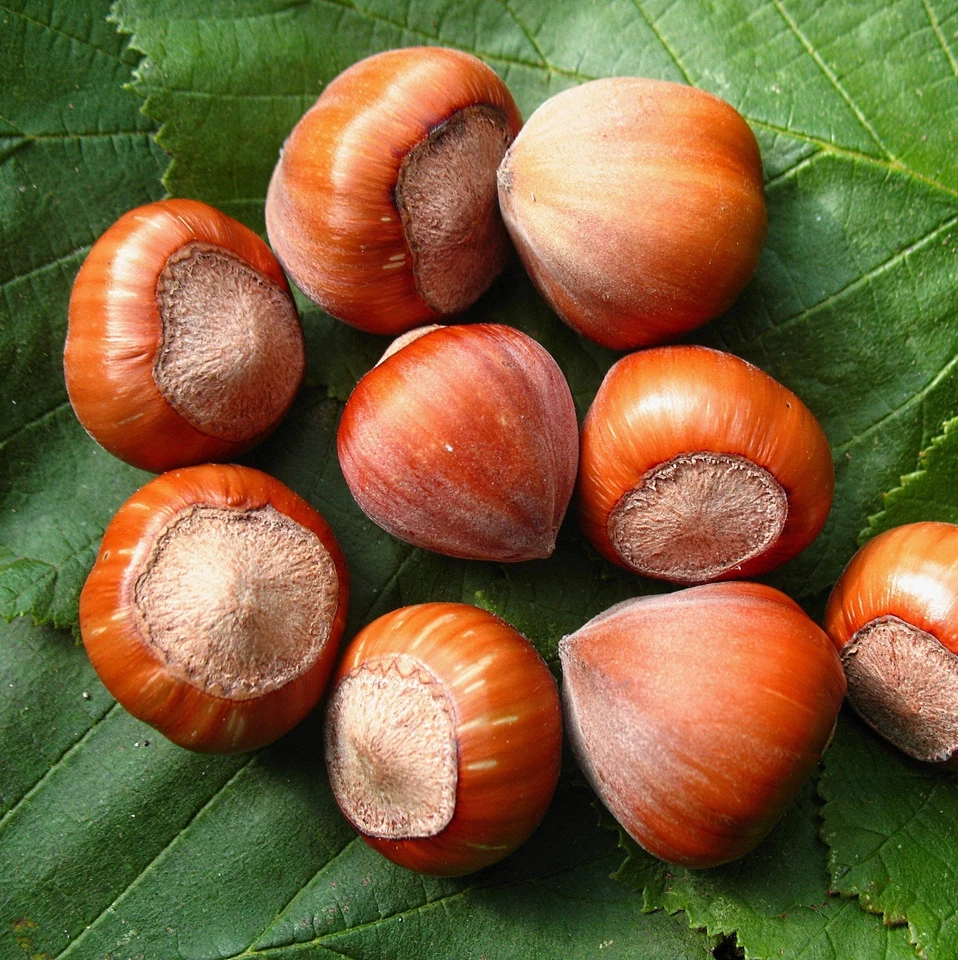 Haselnuss 'Hallesche Riesen-Nuss'