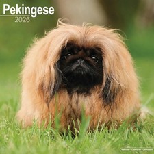 Pekingese Calendar 2026 - Dogs - Month To View