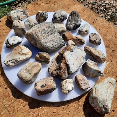 中古美品　IRON ROCK SOFT PLATE WIGGINS FORK PETRIFIED WOOD from WYOMING - VALUE PACK - OVER 20+