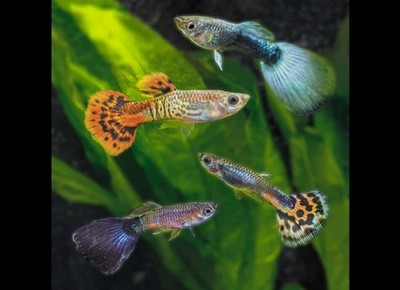 10+1 FANCY GUPPY FRY +FREE GUPPY GRASS -BEST PRICE-DOA GUARANTEE With 2 Day Ship