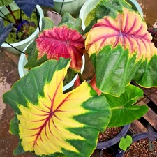 Colocasia Live Bulb Light Pillar Tuber New Hybrid Free Phytosanitary Certificate