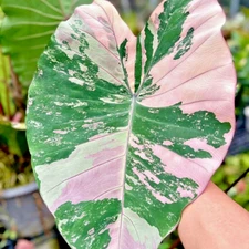 Colocasia Bulb Pink Star New Hybrid Tuber (Includes All Import Duties And Taxes)