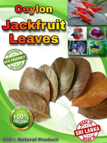 50 foglie di jackfruit biologico essiccato della migliore qualità cura per gamberetti acquario - Foto 1 di 6