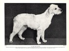 1930s Vintage Spinone Italiano Print Mery Italian Spinone Dog Print 6129n