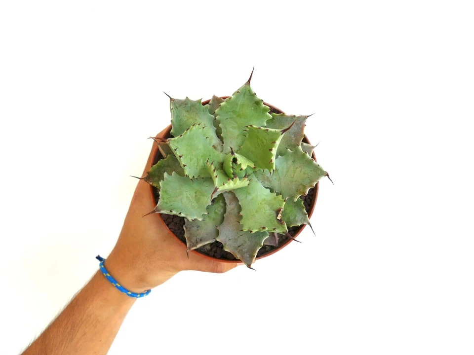 Agave verschaffeltii PALE GREEN clone 19ZA ex Thailand no variegated - Image 2 of 4