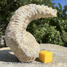 Rastellum oyster bivalve fossil - unique "fossil alien"