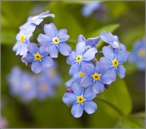 Forget Me Not Seeds Myosotis Arvensis Native Wild Flowers Easy To Grow Ebay