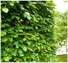 10 Green Beech Hedging Plants 3-4ft Fagus Sylvatica Trees,Copper Winter Leaves