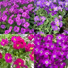 Aubrieta Rock Cress in 9cm Pot - Hardy Evergreen Rockery Ground Cover Perennial