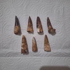 Authentic Lot of 7 Spinosaurus Teeth Rare Dinosaur Fossils from Kem Kem Beds