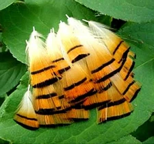 Yellow Golden Pheasant Tippet Neck Feathers Fly Fishing Jewelry Crafts 3" 20 Pc