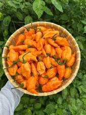 Black Panther Orange Pepper Seeds 