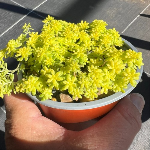 Sedum TOKYO SUN - Drought Hardy Ground Cover Succulent - Picture 8 of 10