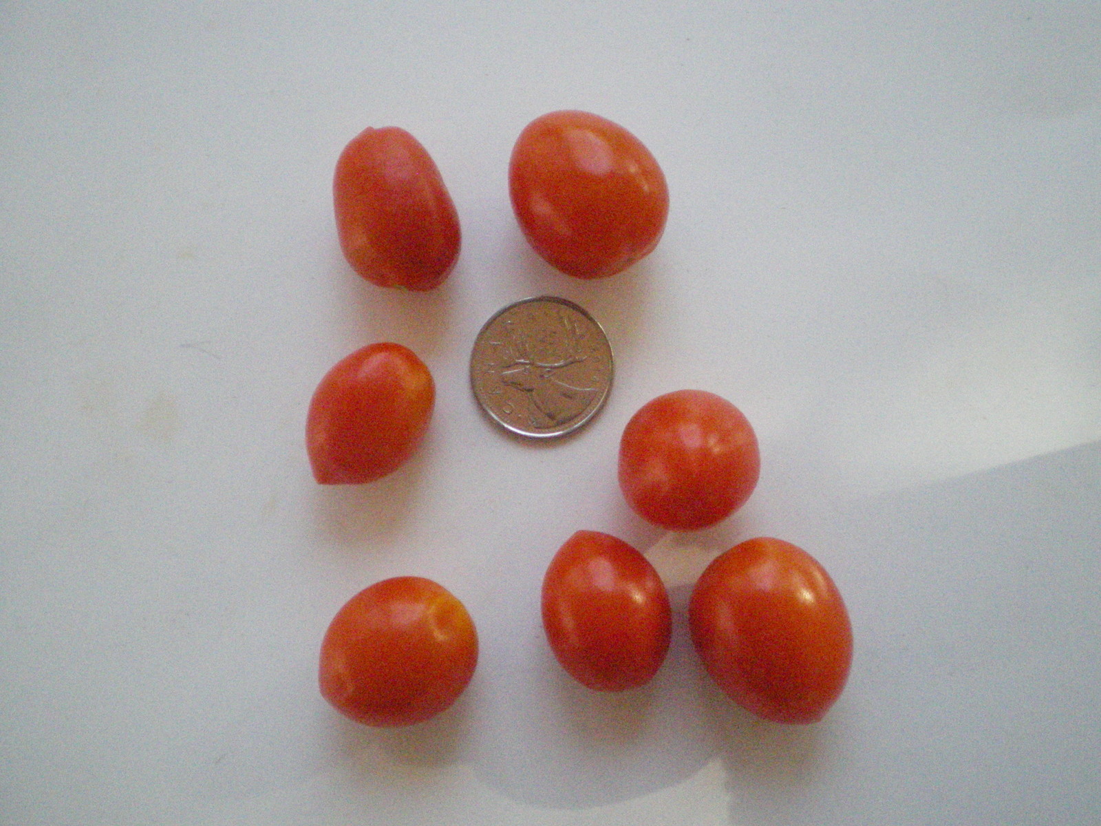 JULIET Tomato GRAPE Tomate RAISIN RED Heirloom 10 Seeds GREAT TASTY