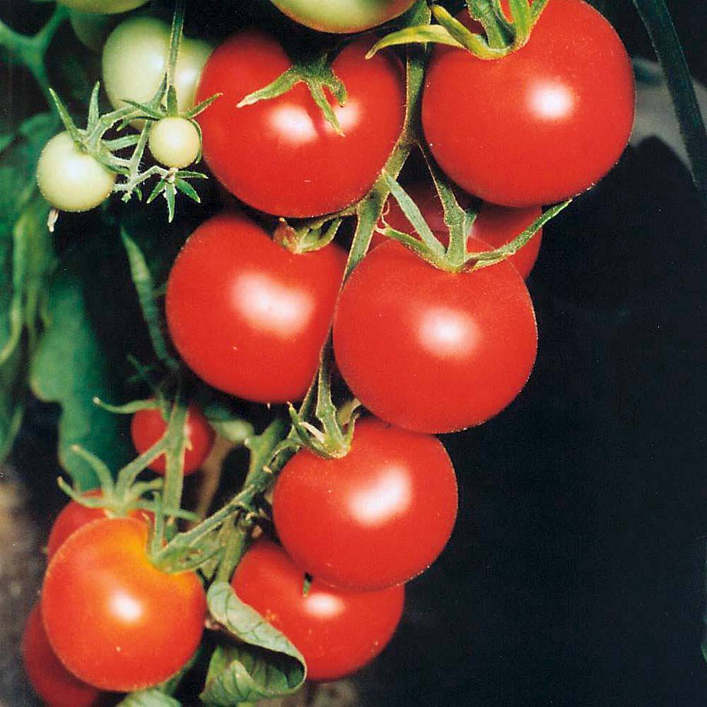 TOMATO TAMINA - 500 SEEDS - BULK