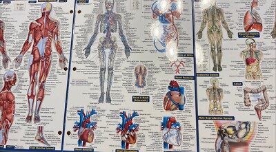 QuickStudy | Anatomy Laminated Tri-Fold Study Guide | eBay