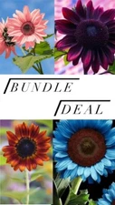The ultimate sunflower package￼! Blue|Pink|Orange|Choc Cherry|Rare|Planting|