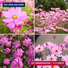 300pcs Pink Dwarf Cosmos Seeds for Planting, Rare Perennial Flower Seeds to Plan