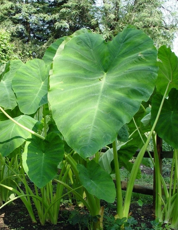 Large Mammoth Elephant Ear Bulbs Produces Big Lush Green Leaves - Image 3 of 4