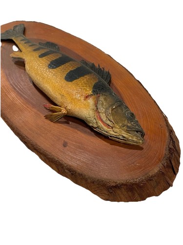 Antiguo borde vivo montaje madera talla perca trofeo pez taxidermia caza cabaña - Imagen 6 de 6