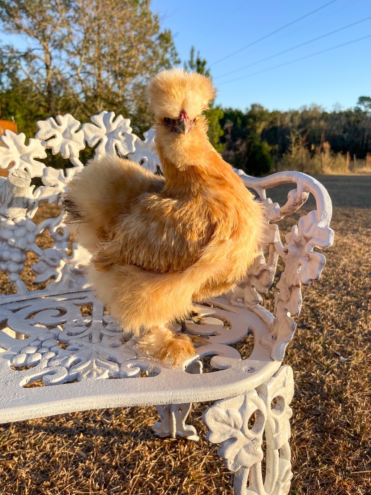 12 QUALITY silkie hatching eggs possible frizzle/satin/paint eBay