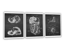 Hepatic Anatomy Art set of 3 Unframed Prints for Medical Wall Decor