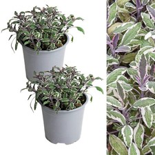 Sage Tricolour Herb Plant in 14cm Pot - Variegated Evergreen