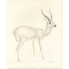 Leechwee Antelope - J R Skeaping Print