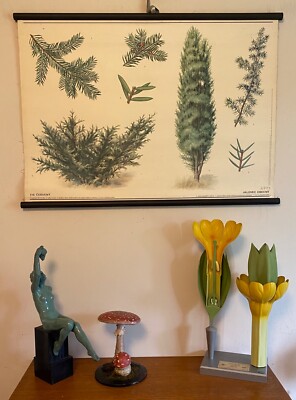 VINTAGE BOTANISCHE ALTE SCHULKARTE EINES WACHOLDERBAUMS / BUSCHPAPIER AUF LEINWAND 