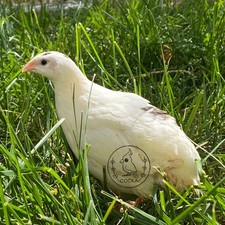 12 White assorted Coturnix Quail Hatching Eggs FERTILE Free Shipping COCKA
