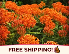 BULK Orange Butterfly Milkweed Seeds | Asclepias tuberosa, for Monarch Butterfly