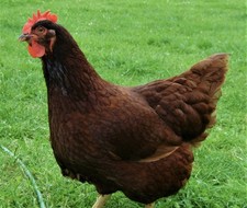 6x Rhode island Red,Maran eggs Free Range Large Foul🐓No Live Animals